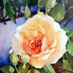 Rose by the Gate
14 x11
Watercolor on Aquabord
Demo
$200
Sells unframed